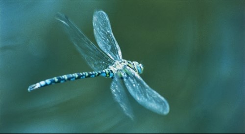 Amanti della natura arriva 'app che aiuta a riconoscere le libellule - Ambiente | WP TTV