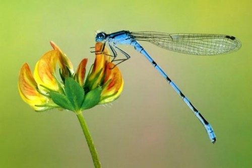 Amanti della natura arriva 'app che aiuta a riconoscere le libellule - Ambiente | WP TTV