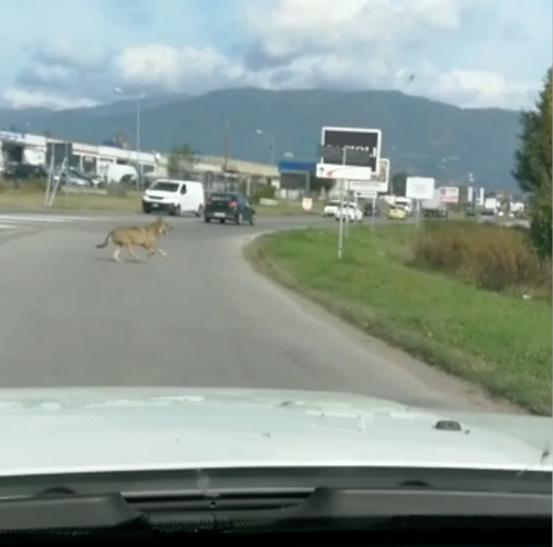 Lupi in Valtiberina fra Umbria e Toscana, avvistamenti in valle. - Attualità | WP TTV