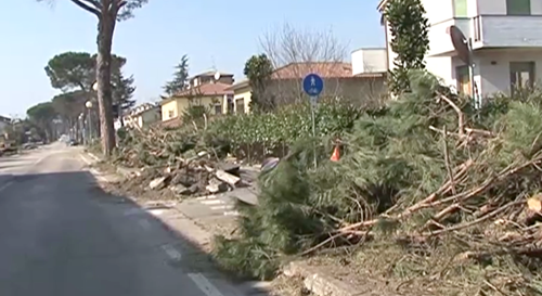 A Sansepolcro si fa il punto della situazione a cinque anni dalla forte tempesta di vento - Attualità | WP TTV