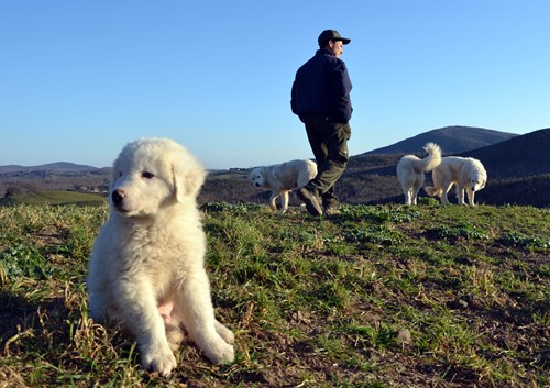 L’Ente Parco nazionale delle Foreste casentinesi e la Fondazione Capellino insieme a difesa della biodiversità attraverso la tutela del lupo - Attualità | WP TTV