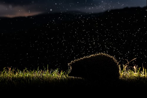 Le foto delle Foreste casentinesi vincono al concorso internazionale "Fotografare il Parco" - Ambiente | WP TTV