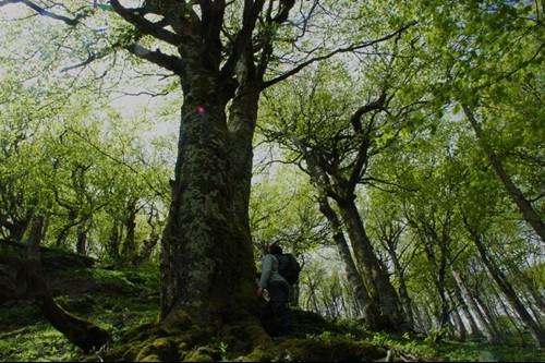 Il Parco nazionale delle foreste casentinesi e l'associazione "La grande via" insieme per la verifica scientifica dei benefici delle foreste sulla salute dell'uomo - Ambiente | WP TTV