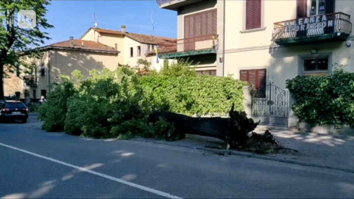 Tiglio via Vittorio Veneto