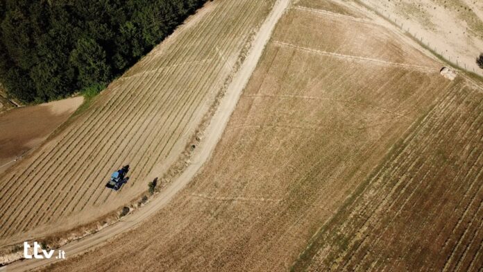 campo agricolo