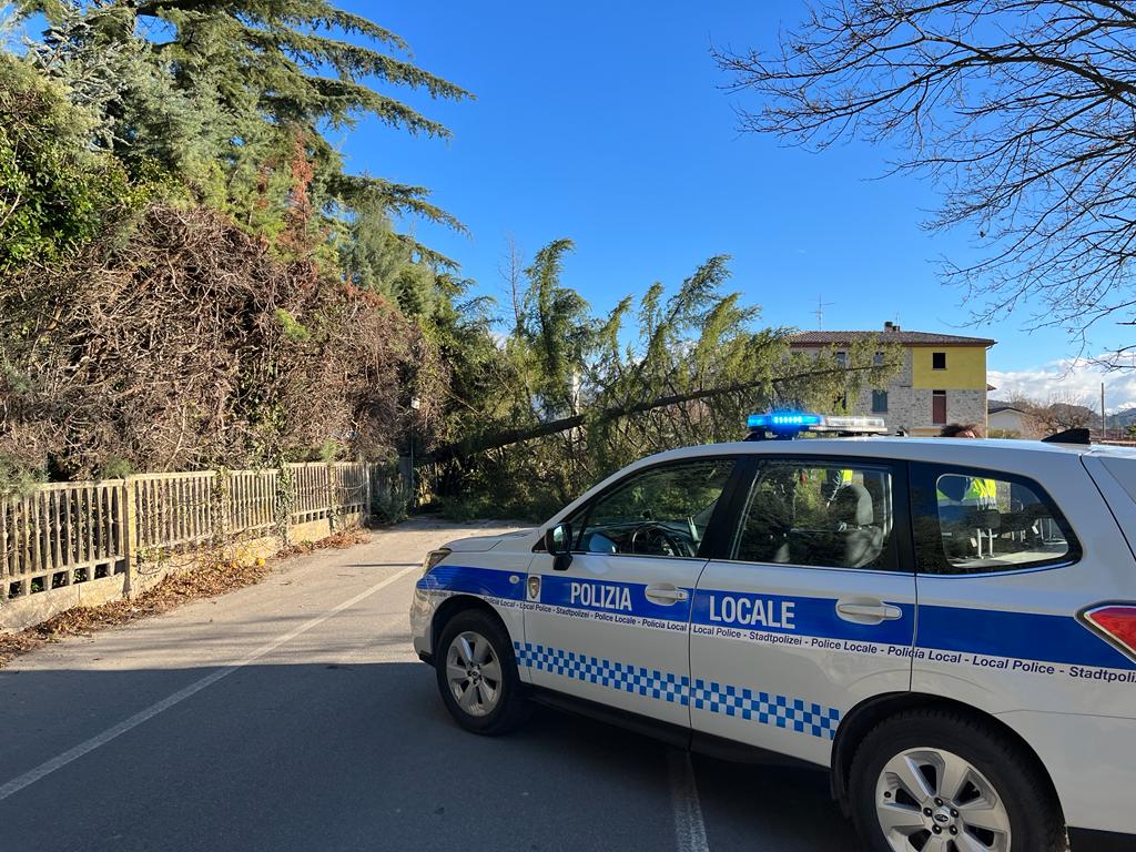 Albero caduto a Lama