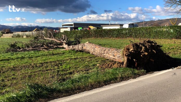 Albero sradicato a Sansepolcro il 16 dicembre 2023